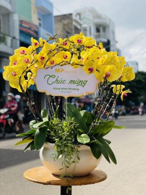 Chậu lan hồ điệp - 17